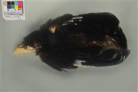 藏品(臺灣藍鵲)的圖片